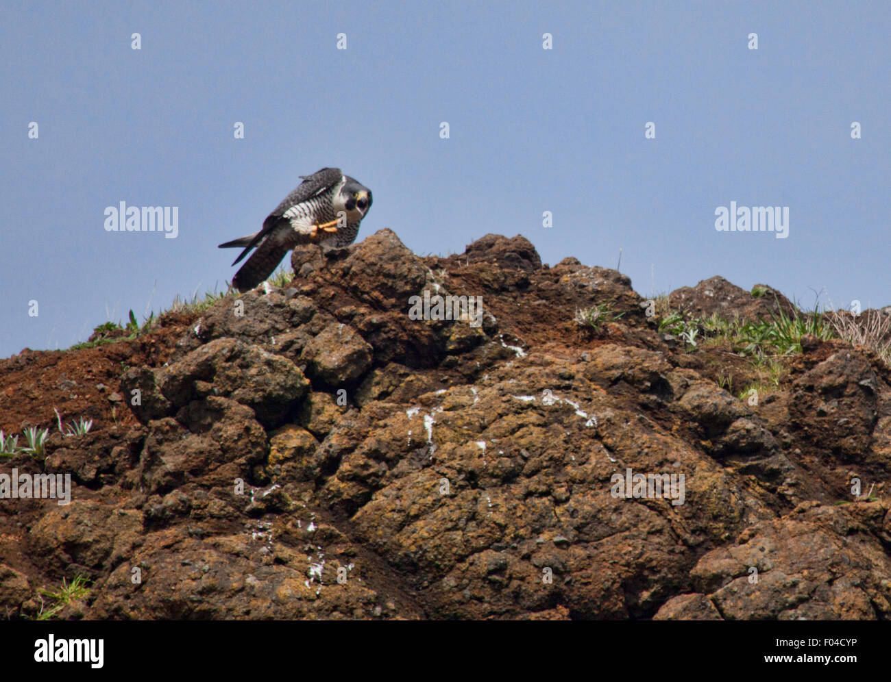 Peregrine Falcons in the spring Stock Photo - Alamy