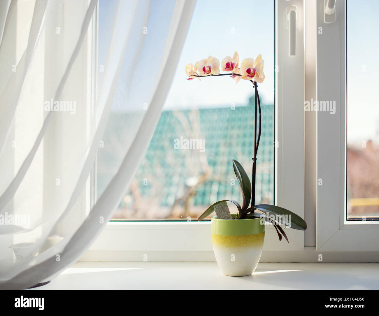 Orchids in pot on sunny window sill Stock Photo