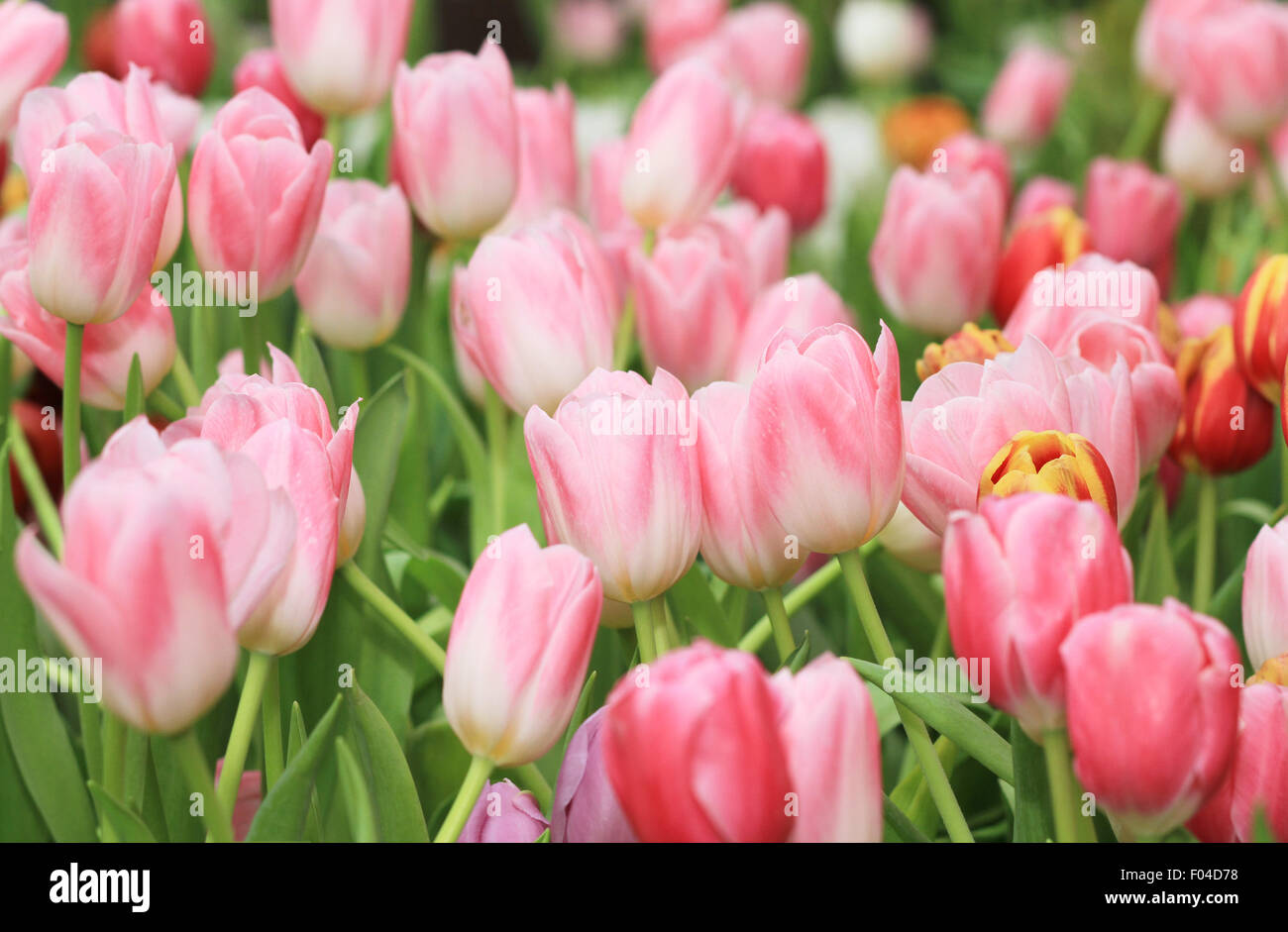 Pink tulip florist hi-res stock photography and images - Alamy