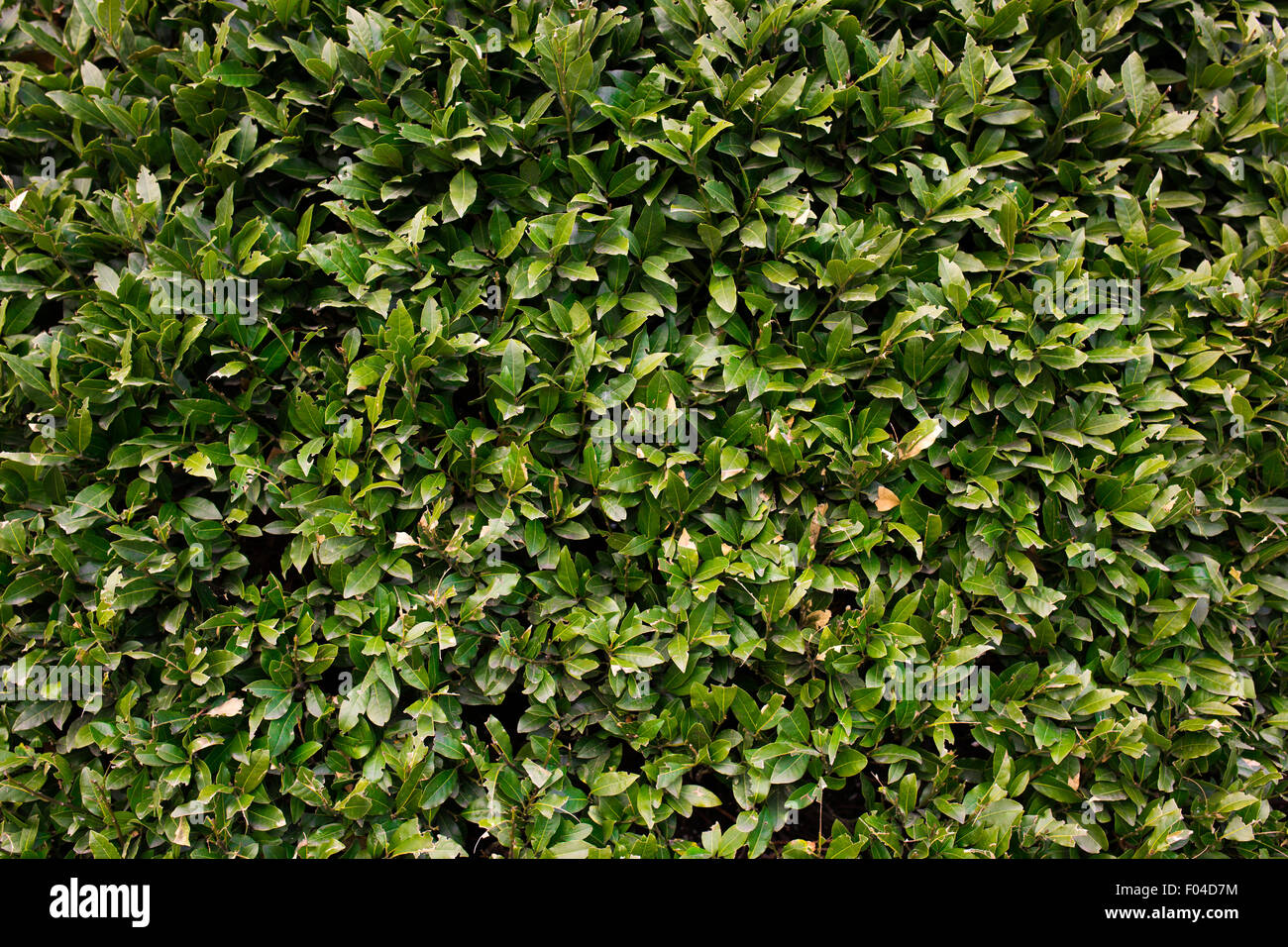 Green leaves background hi-res stock photography and images - Alamy