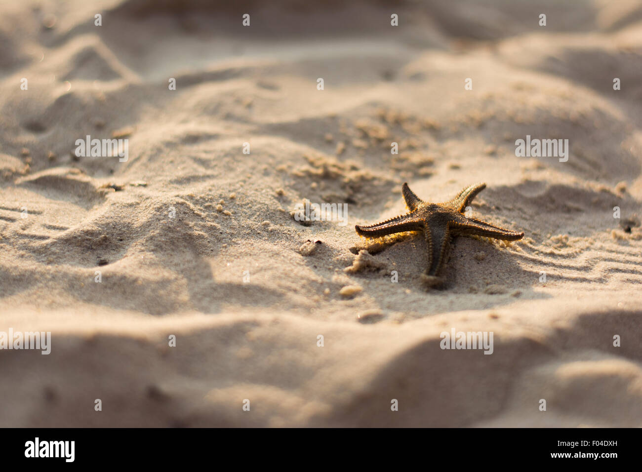 Starfish water hi-res stock photography and images - Alamy