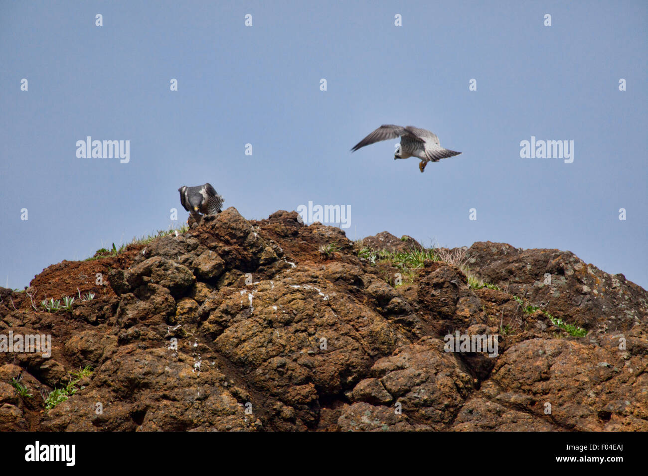 Mating falcons hi-res stock photography and images - Alamy