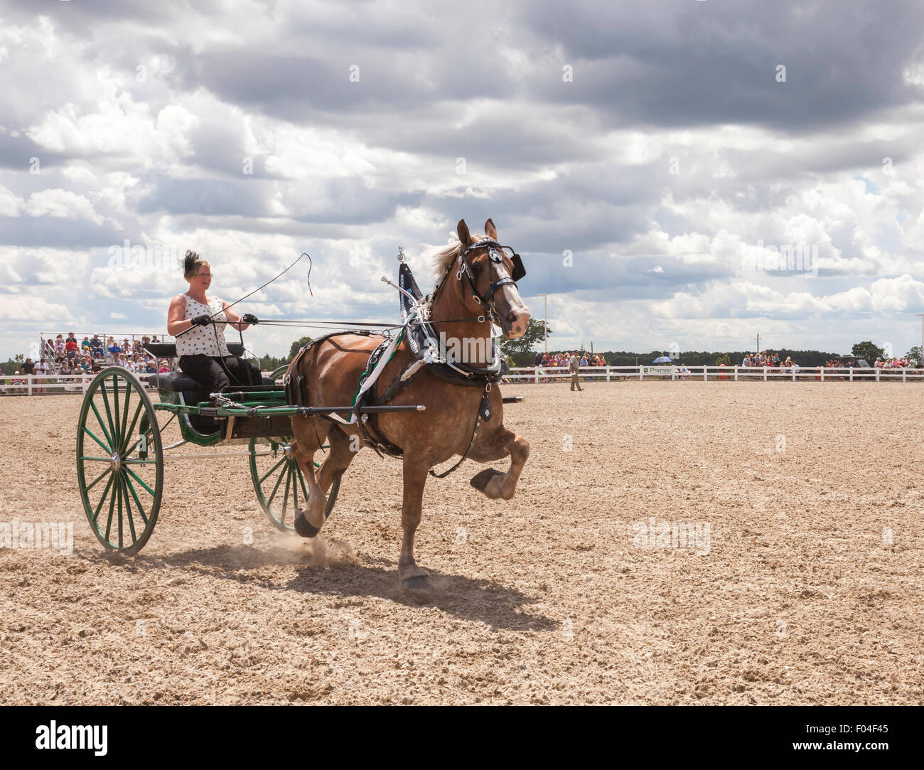 Draft Horse Exhibition in Ivy;Ontario;Canada;Canadian National Exhibition;Ladies 2 wheel; All