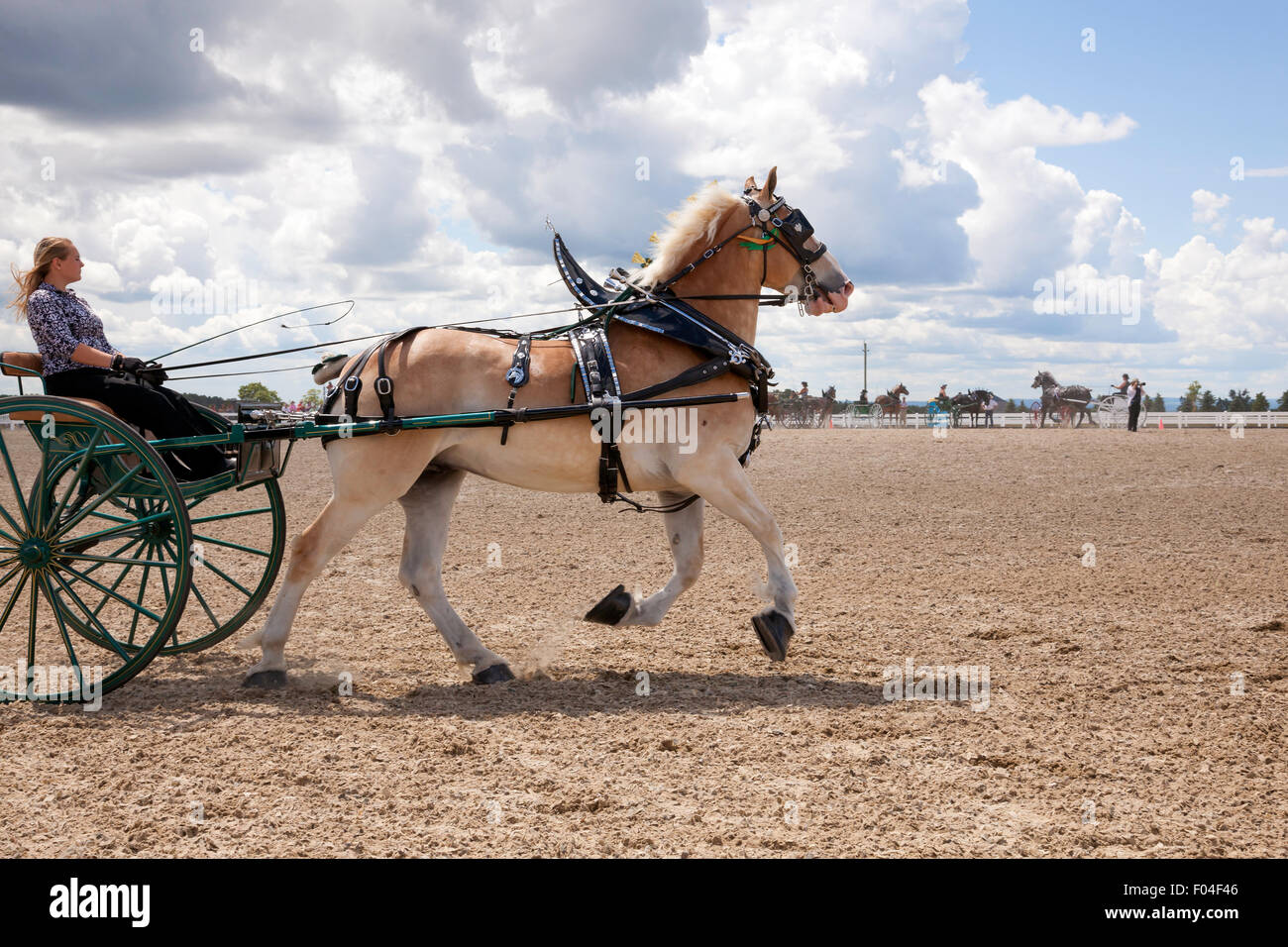 Draft Horse Exhibition in Ivy;Ontario;Canada;Canadian National Exhibition;Ladies 2 wheel; All