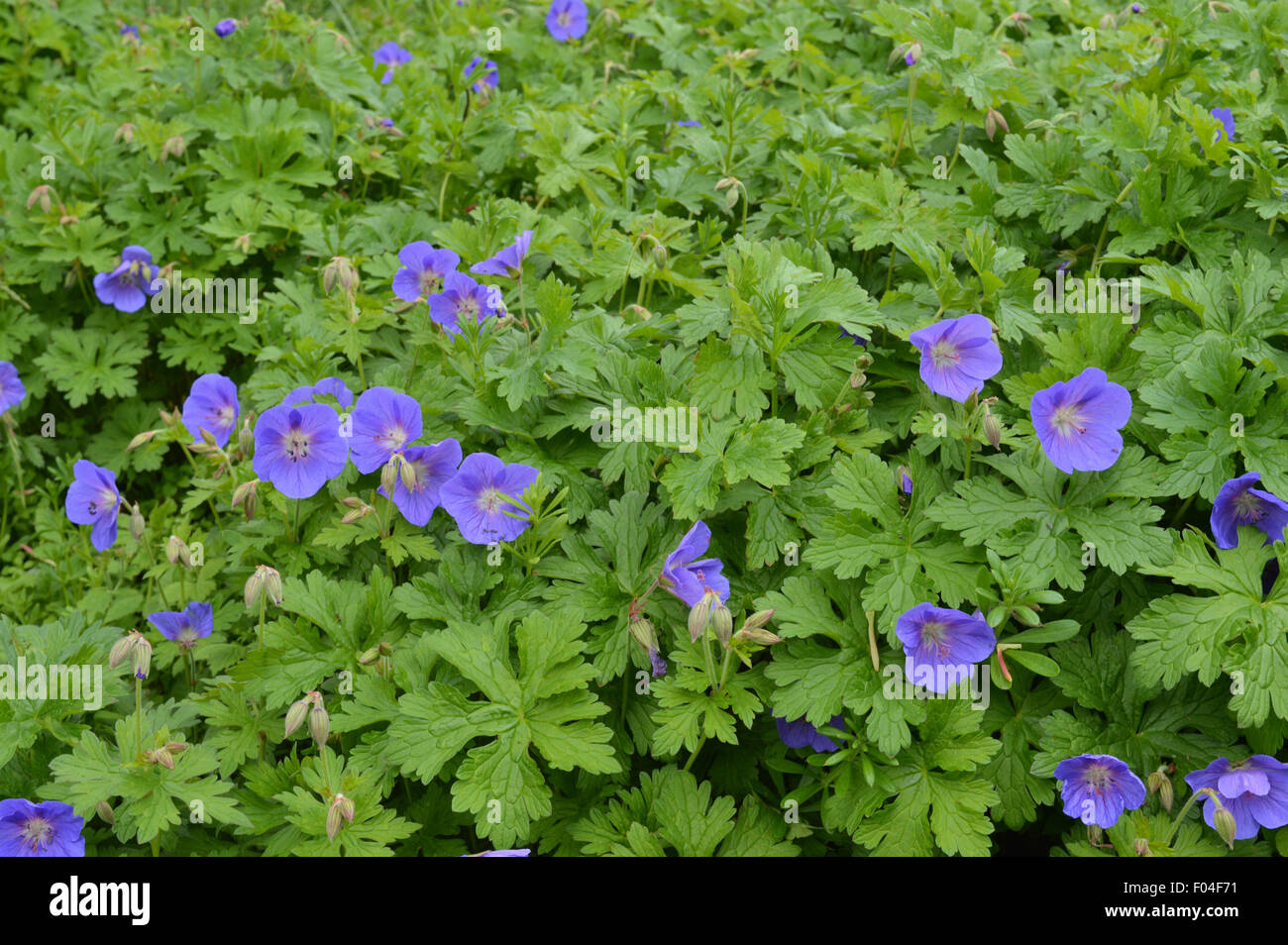 small and beautiful wild blue flowers Stock Photo - Alamy