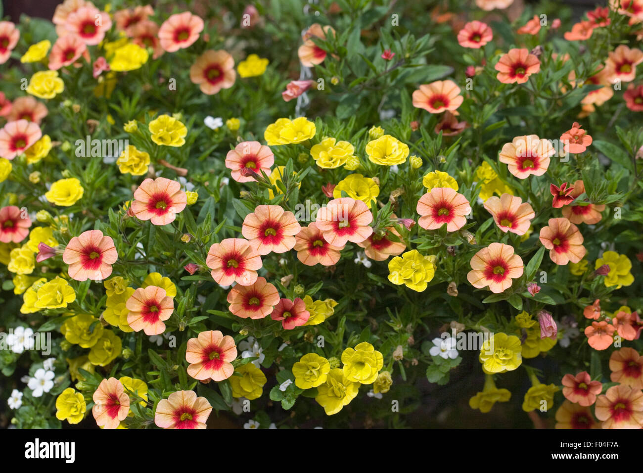 Calibrachoa. Million bells flowers in a hanging basket. Stock Photo