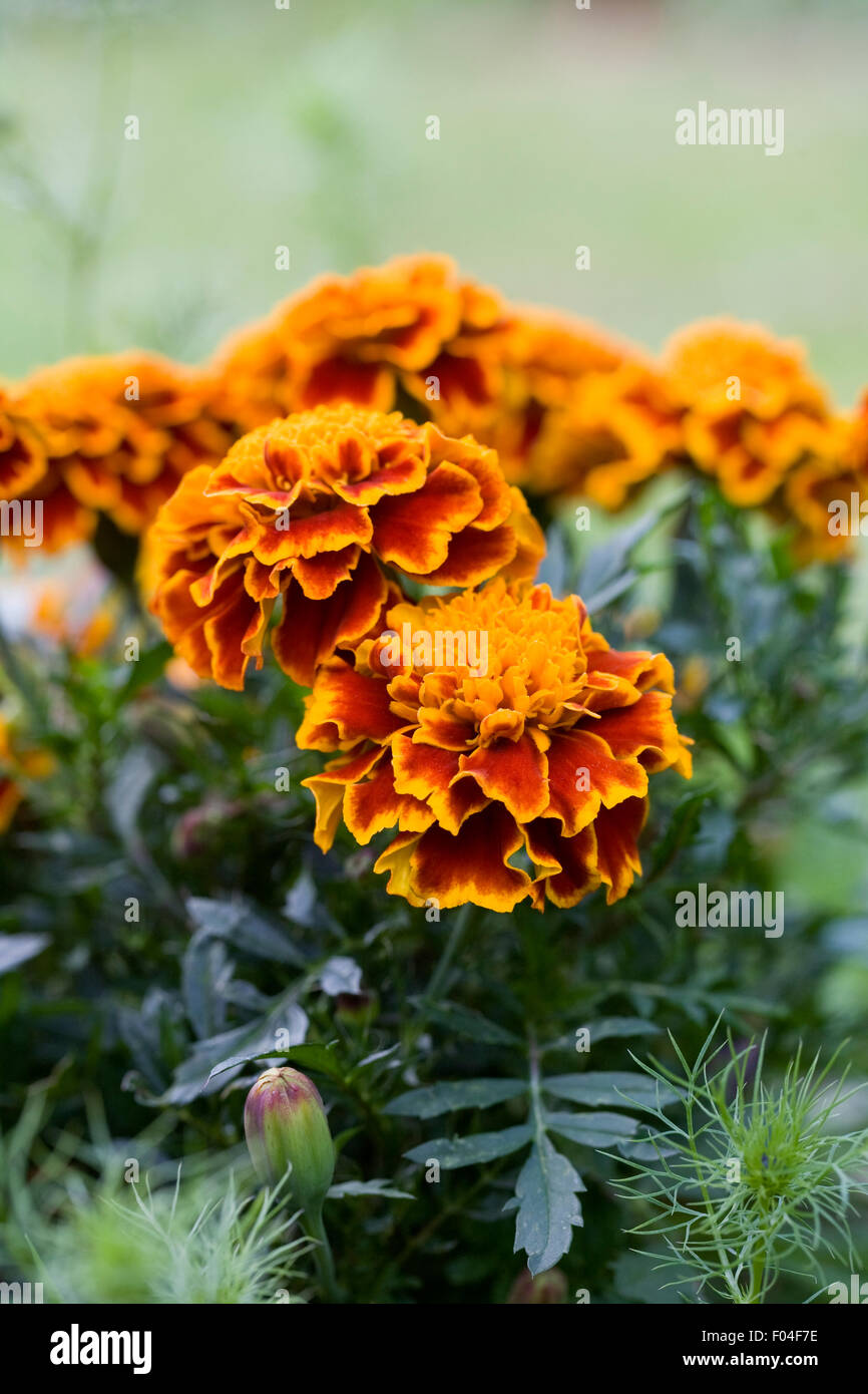 Tagetes patula. French marigolds growing in the garden. Stock Photo