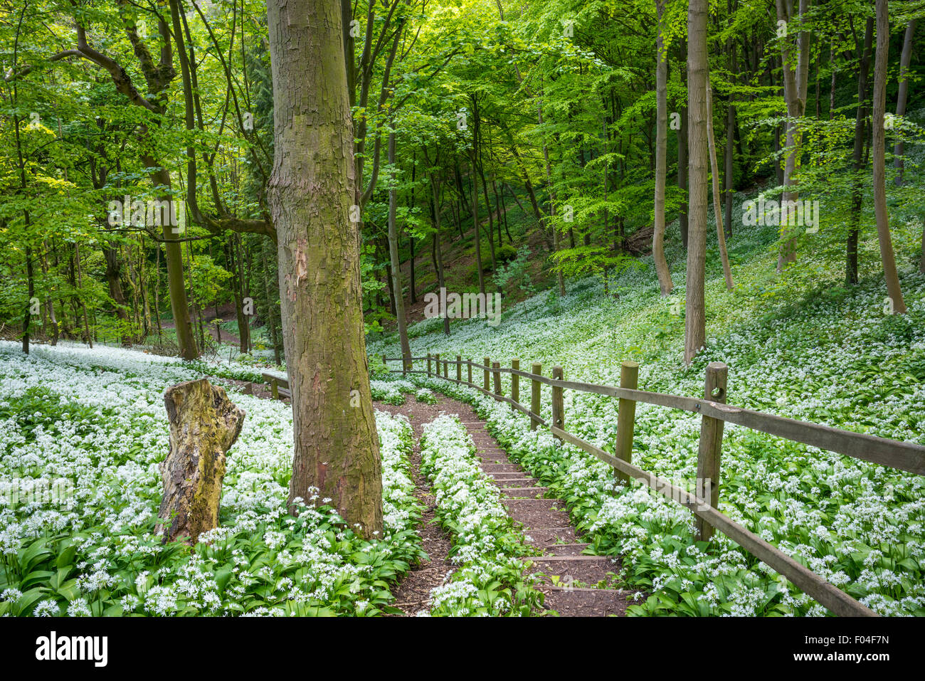 Wild Garlic in Millington wood in the Yorkshire Wolds, East Yorkshire. Stock Photo