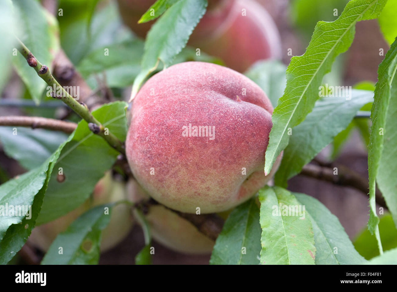 Prunus persica. Peaches fruiting in the UK. Stock Photo