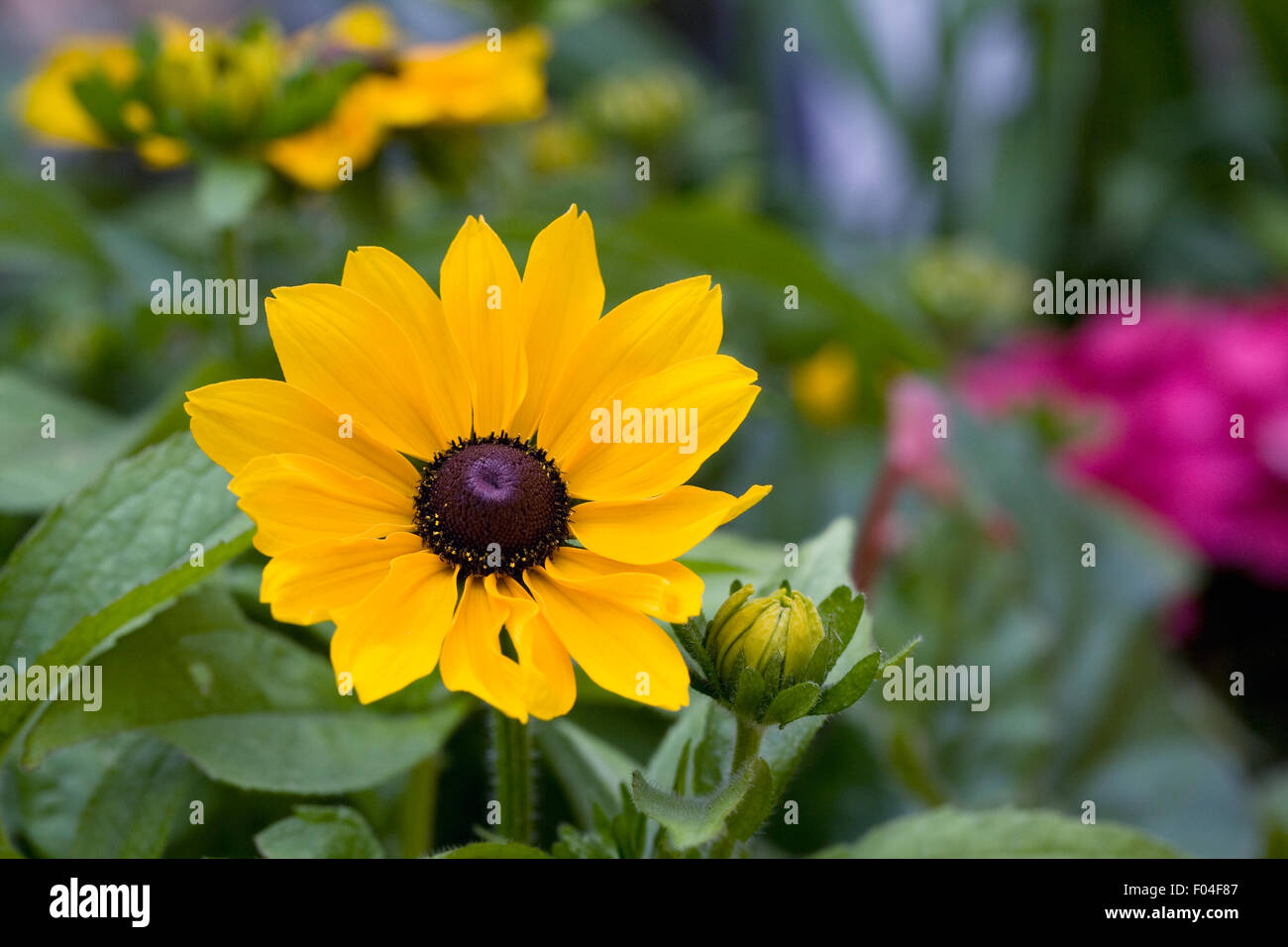 Herbaceous border plant hi-res stock photography and images - Alamy