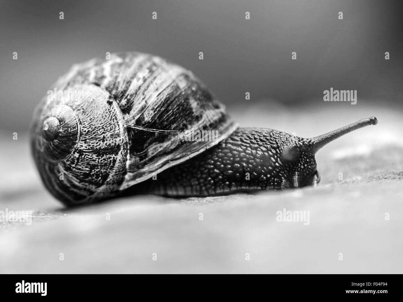 Land snail  - pulmonate gastropod mollusc Stock Photo