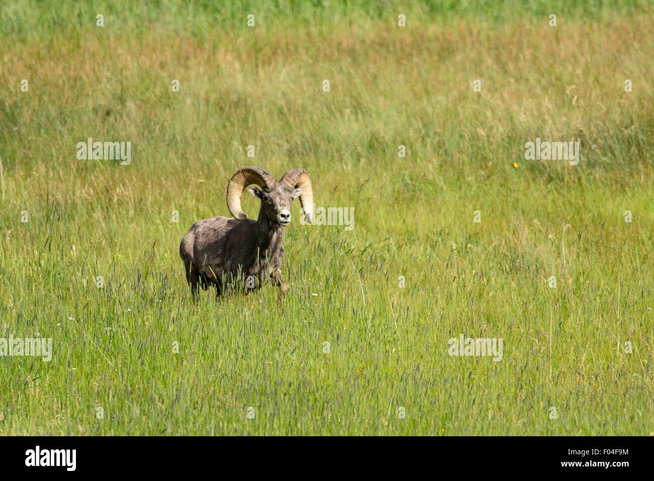 A male Bighorn sheep ram walks through a mountain meadow in the Rocky ...