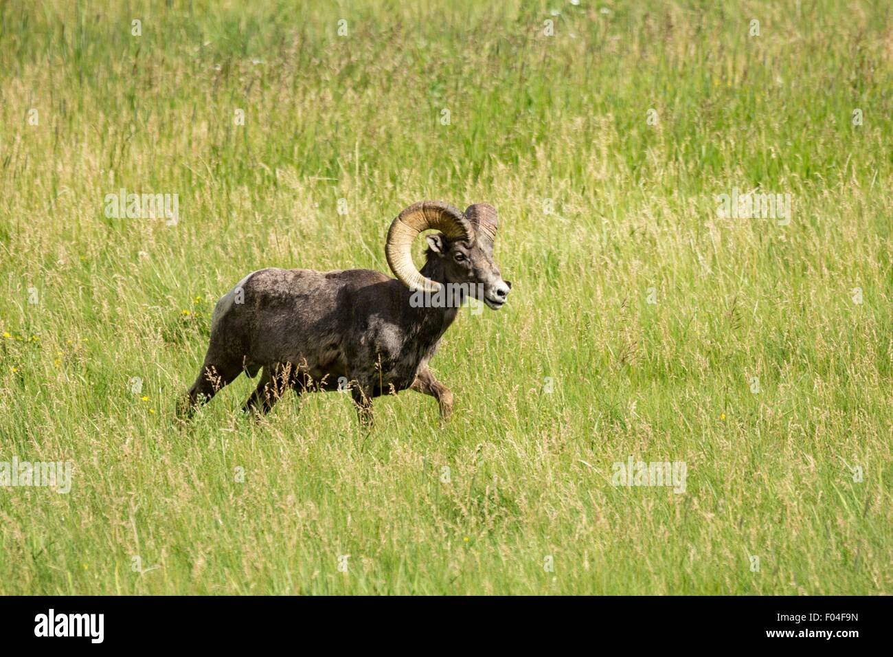 A male Bighorn sheep ram walks through a mountain meadow in the Rocky ...