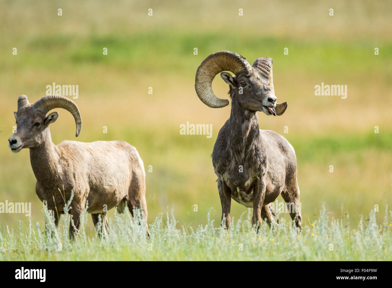 A male and female Bighorn sheep stand in a mountain meadow in the Rocky
