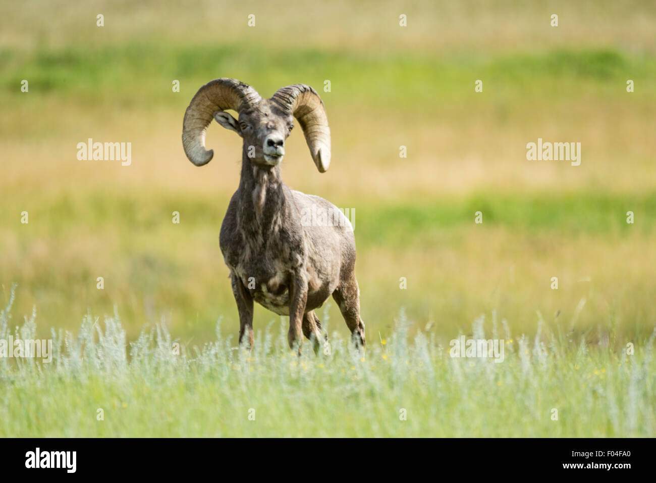 A male Bighorn sheep ram stands in a mountain meadow in the Rocky ...
