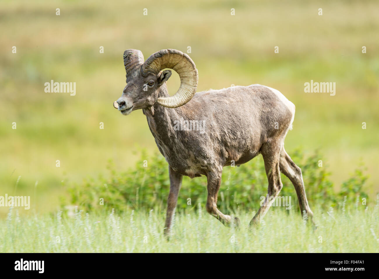 A male Bighorn sheep ram stands in a mountain meadow in the Rocky ...