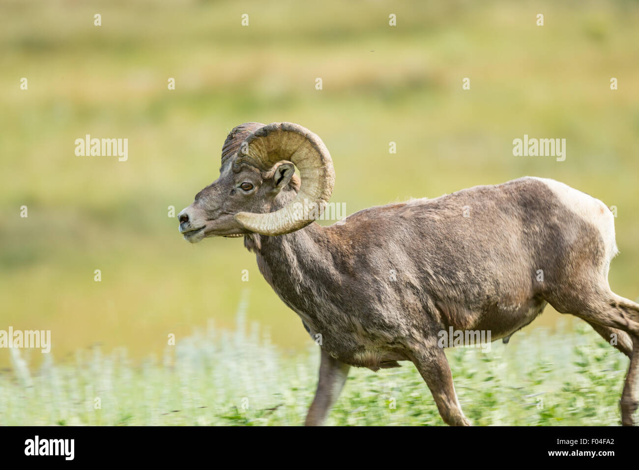 A male Bighorn sheep ram stands in a mountain meadow in the Rocky ...