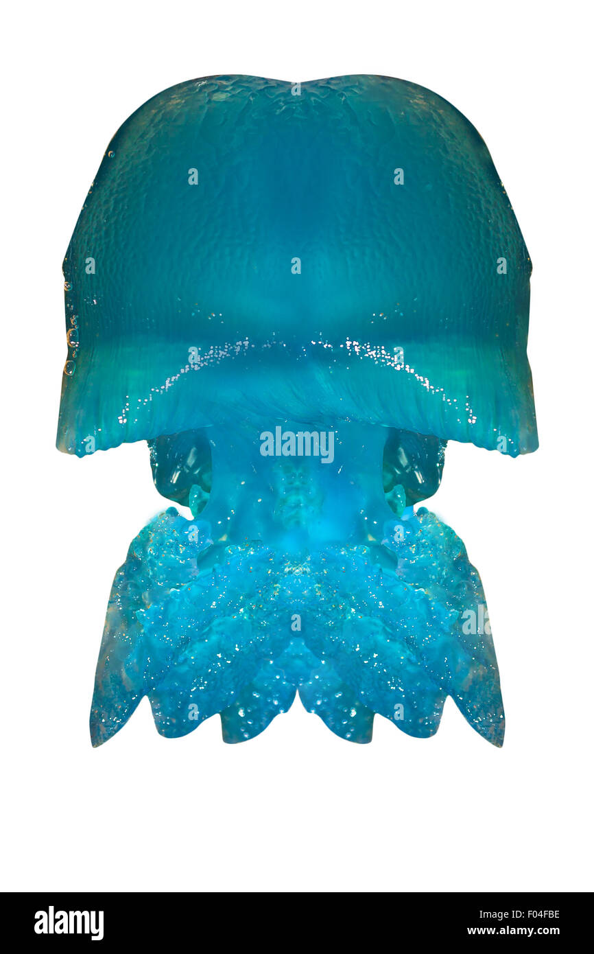 Blue jellyfish Queensland Stock Photo