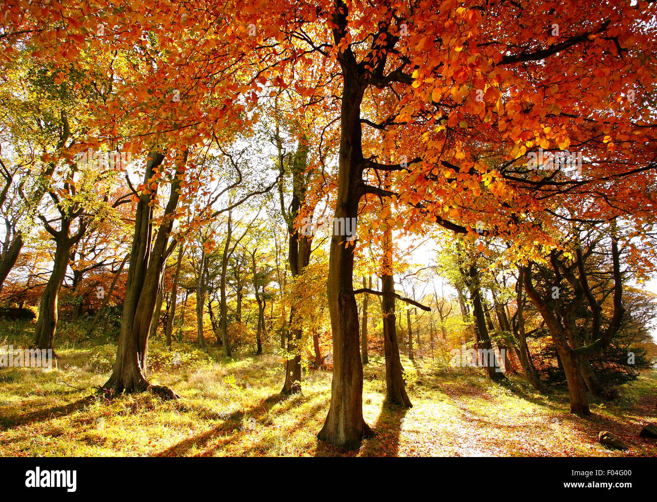 Beech trees reveal their autumn colours in woodland on the Longshaw Estate in the Peak District, England UK Stock Photo