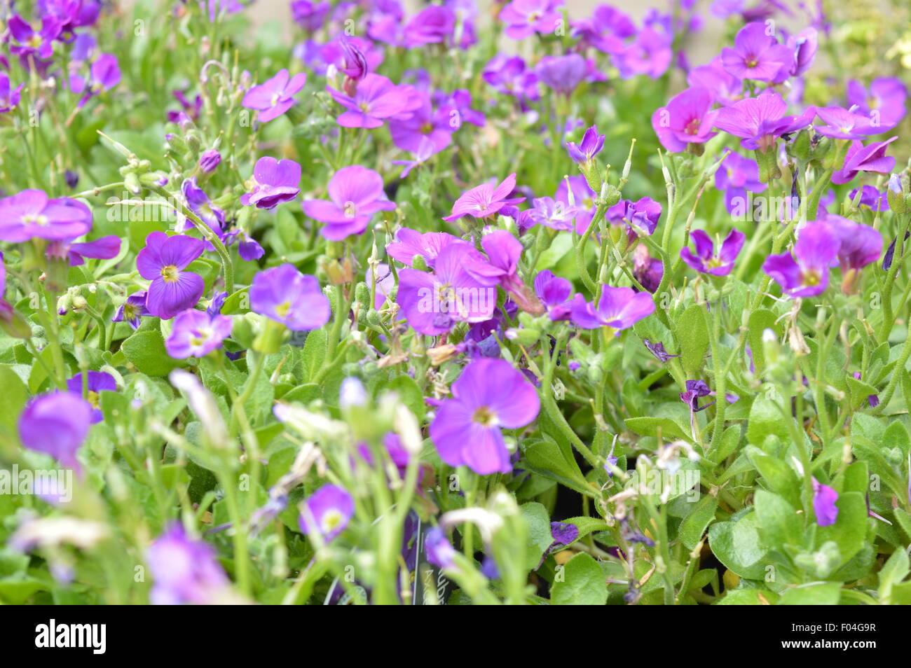 beautiful wild purple flowers Stock Photo Alamy