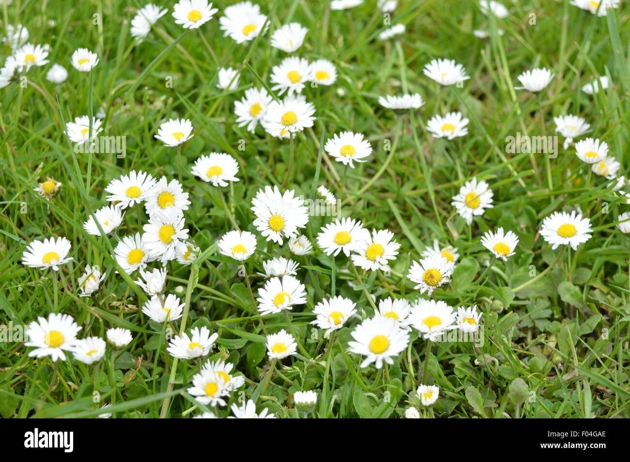 White small flowers grass hires stock photography and images Alamy
