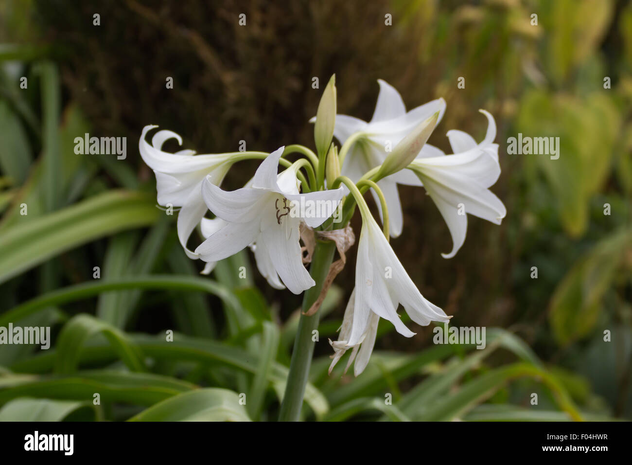 White Lillies Stock Photo