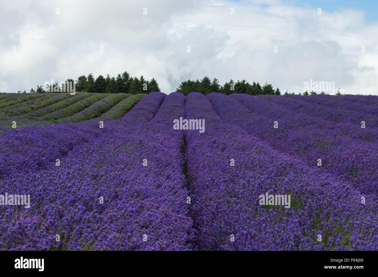 Rows of Lavender Stock Photo