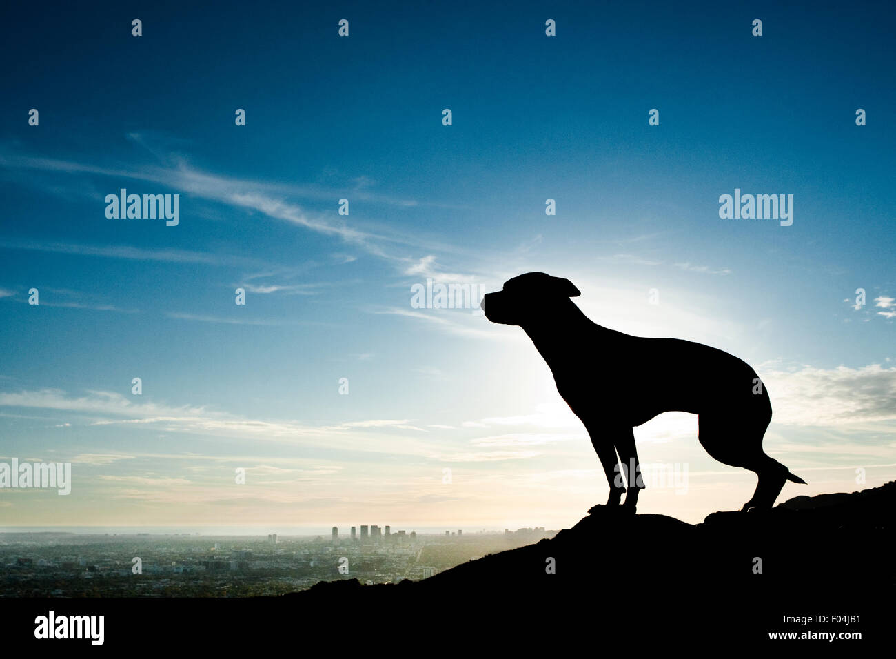 Amazing silhouette of an adult athletic short haired dog against a gorgeous sunset with a city scape in the far distance Stock Photo