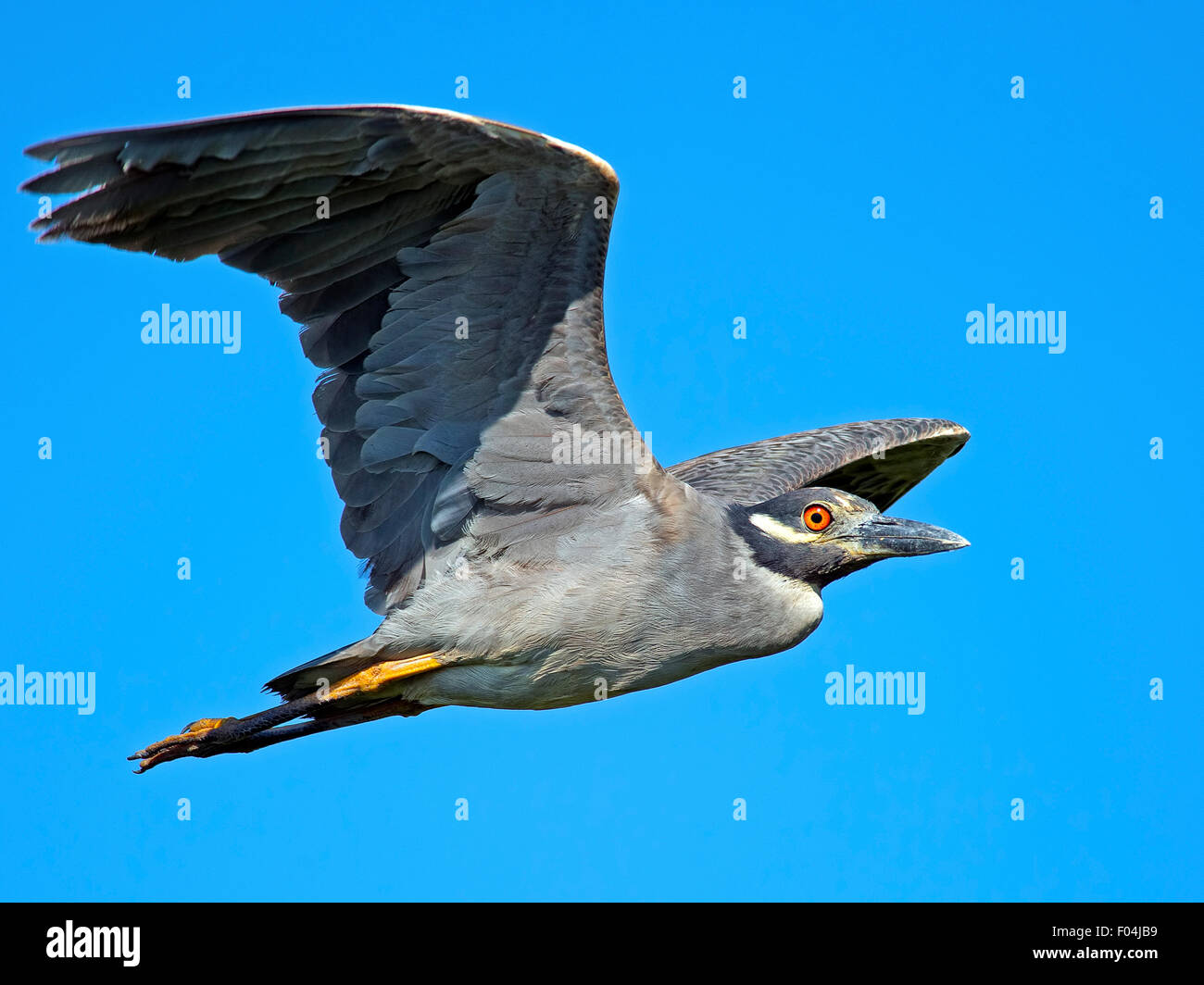 Yellow-crowned Night Heron in Flight Stock Photo