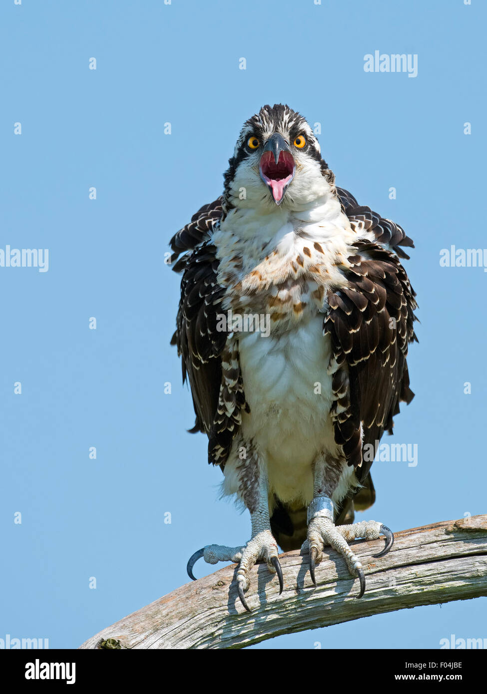 Juvenile Osprey Sitting in a Tree Mouth Open Tongue Out Stock Photo