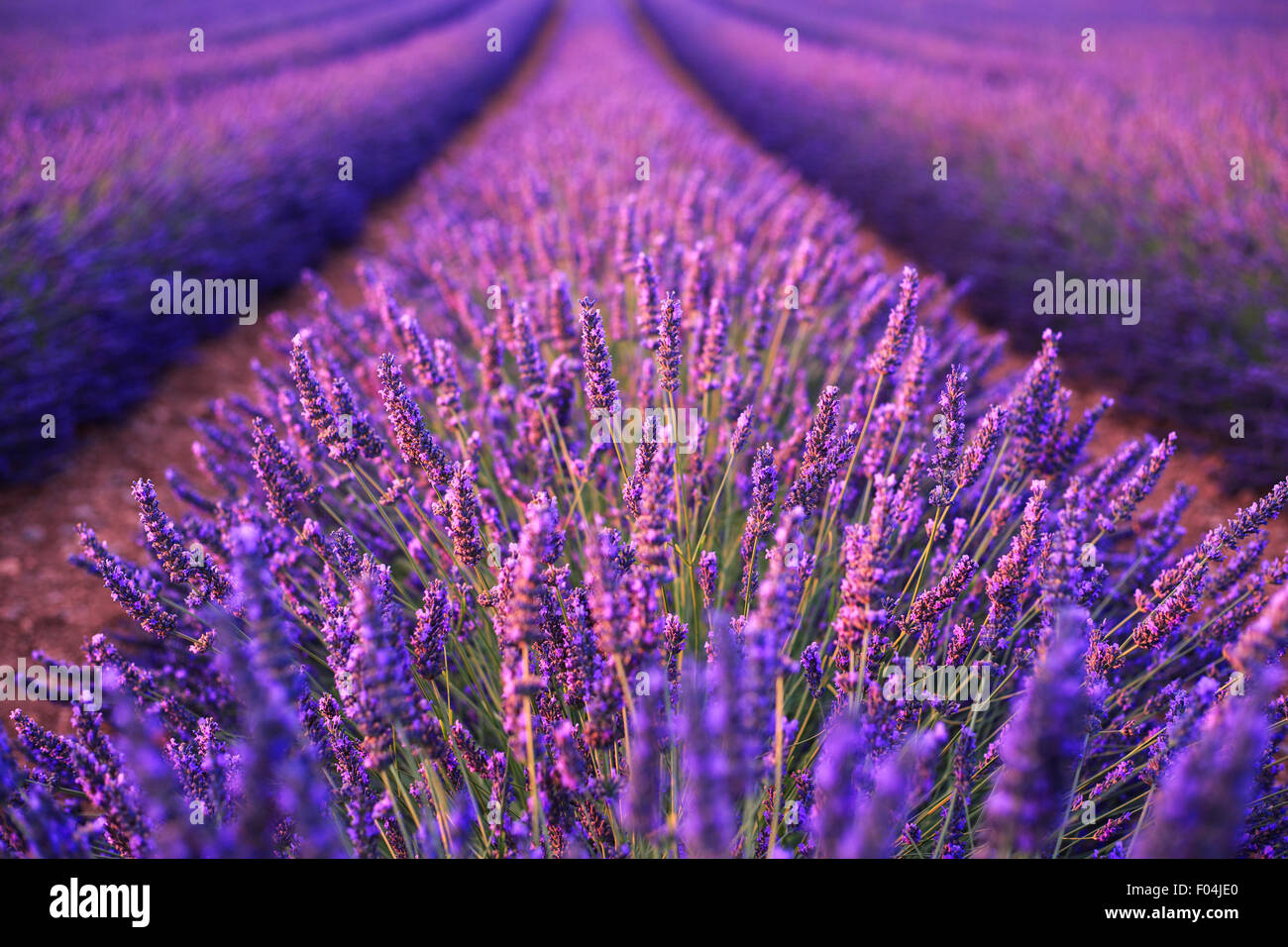Lavender in soft focus hi-res stock photography and images - Alamy