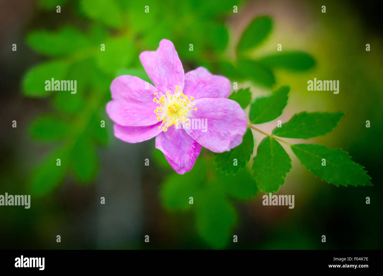 Wild Roses are among the many wildflowers that are in abundance in the ...