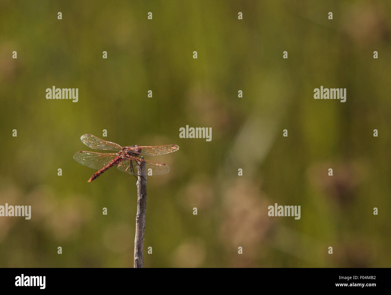Red rock skimmer dragonfly, Paltothemis lineatipes, perched on a branch ...