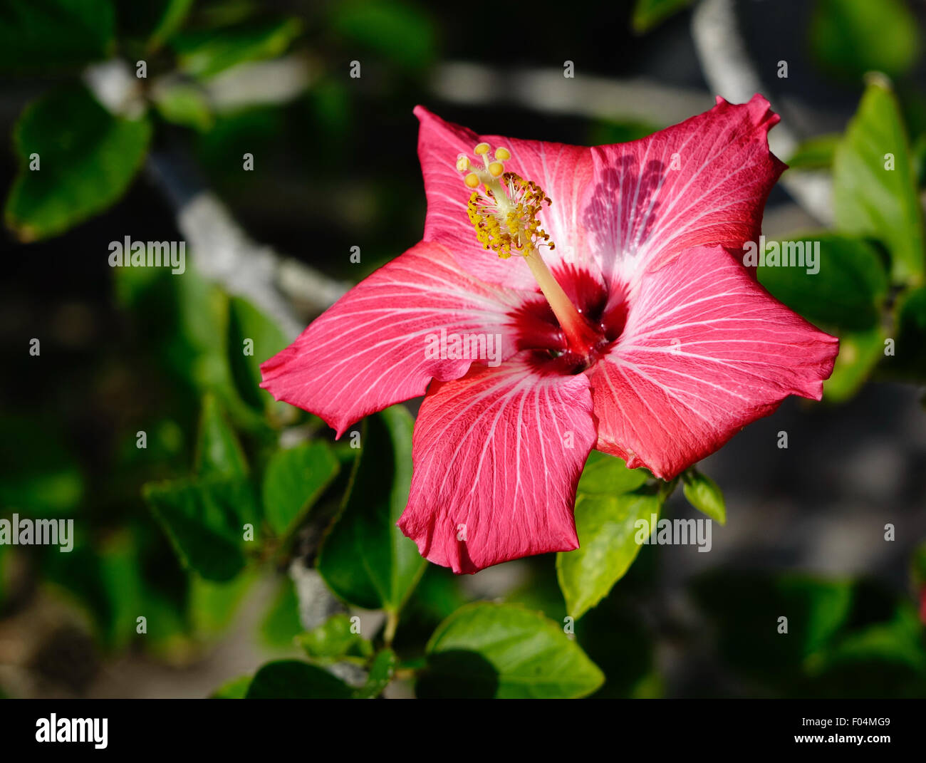 Red hibiscus hi-res stock photography and images - Alamy