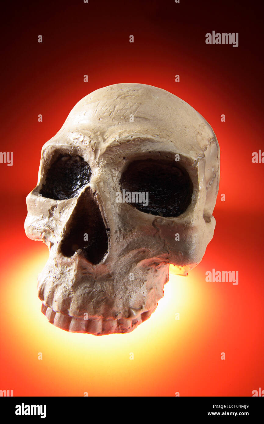 Artificial Human Skull Stock Photo