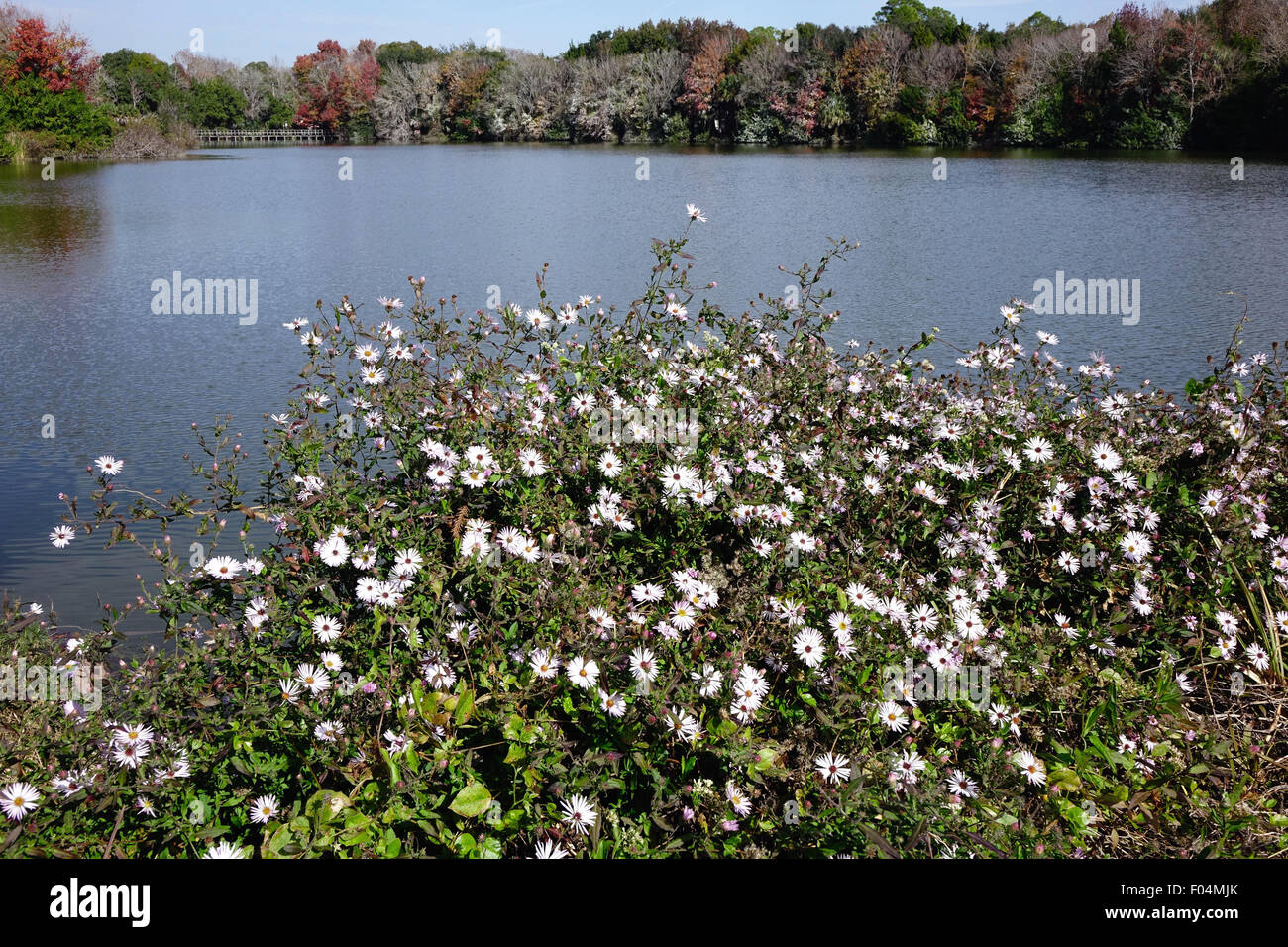Flowers and lake, Central Park, Ormond Beach, Florida Stock Photo Alamy