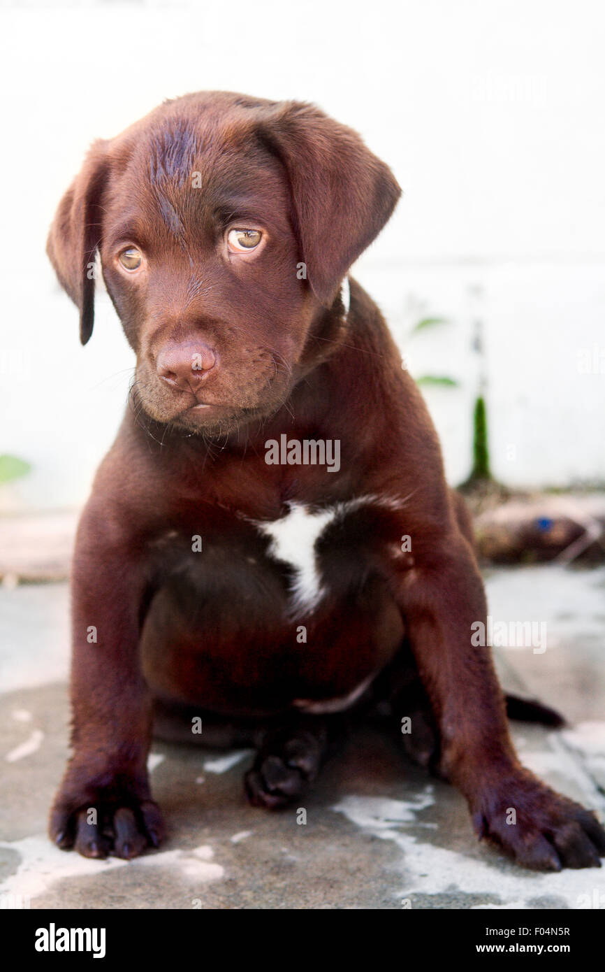 Chocolate Labrador Retriever puppy sitting on concrete facing camera with eye contact Stock Photo