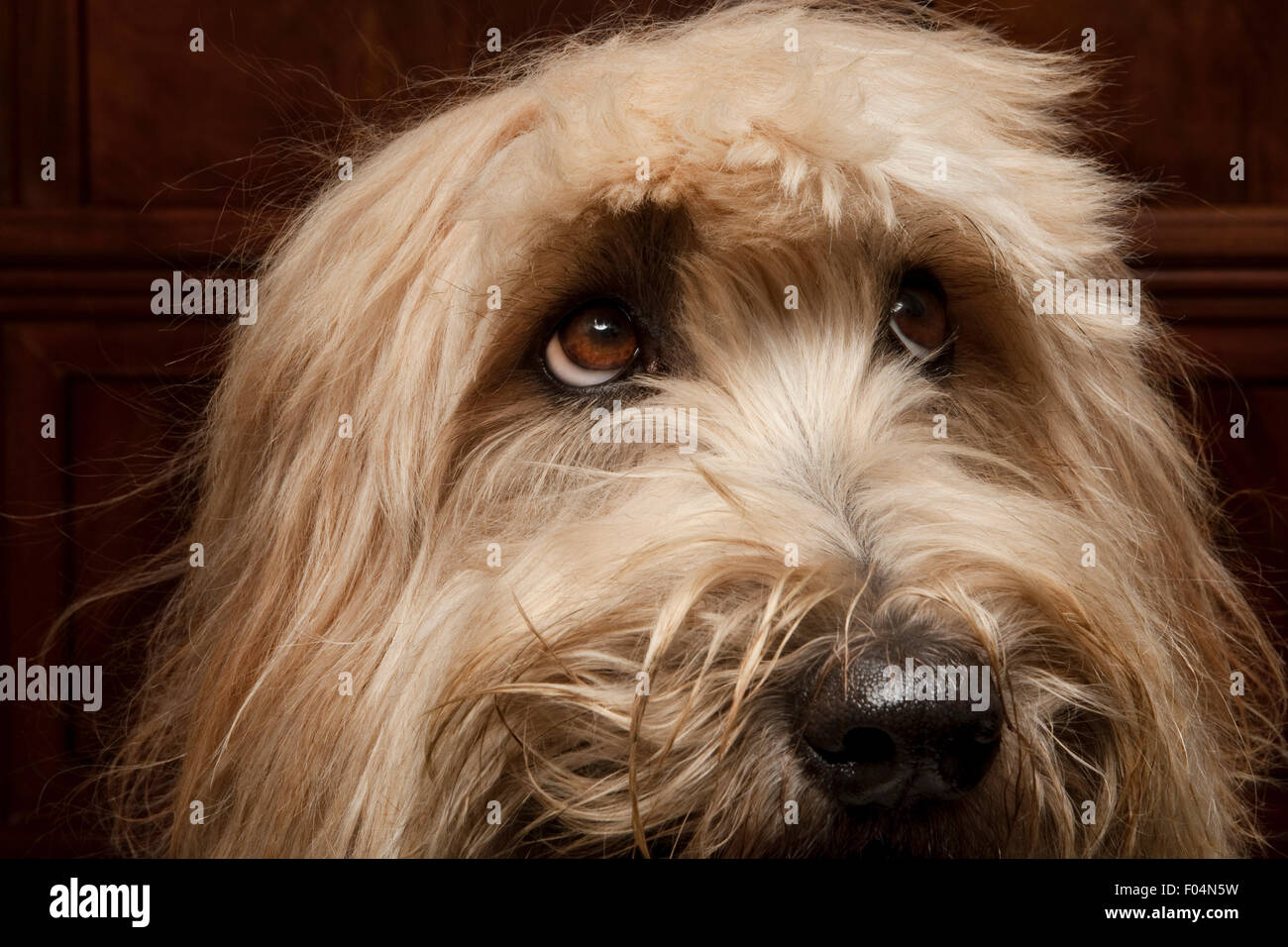 close up studio portrait of expressive Labradoodle dog face with cute haircut Stock Photo