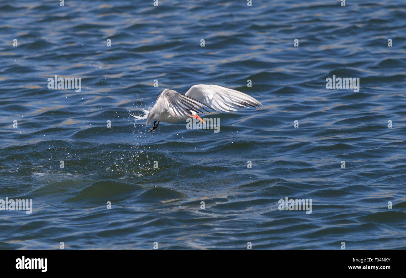 Elegant tern, Thalasseus elegans, emerges from the water, hunting for fish, in Huntington Beach, Southern California Stock Photo