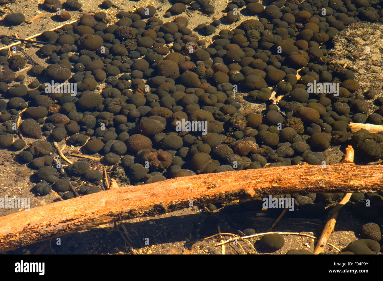 Mare eggs in Spring Creek, Winema National Forest, Oregon Stock Photo