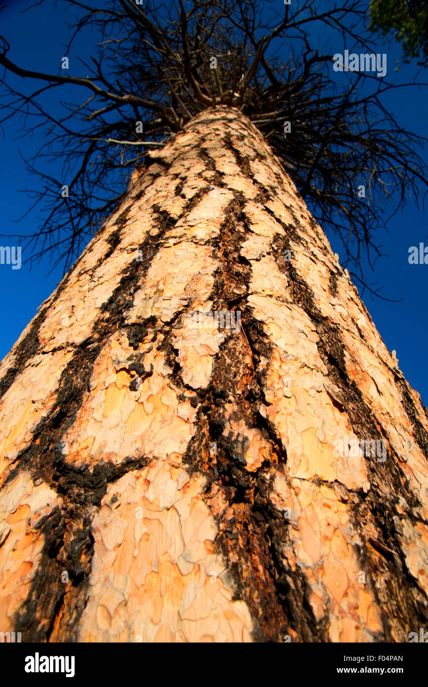 Tall ponderosa pine pinus hi-res stock photography and images - Alamy