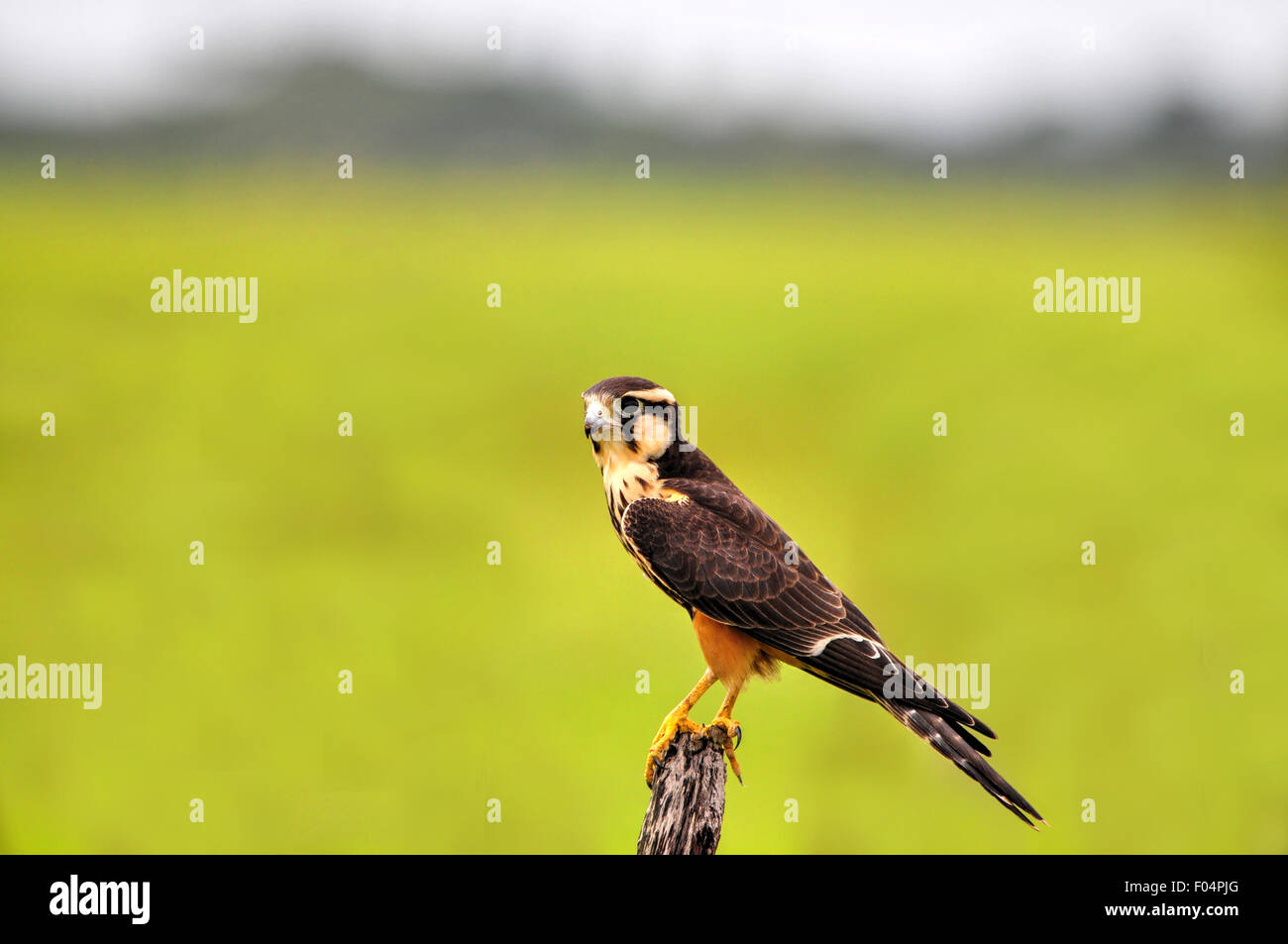 Beautiful Aplomado Falcon ( Falco femoralis)  perched on a fence post Stock Photo