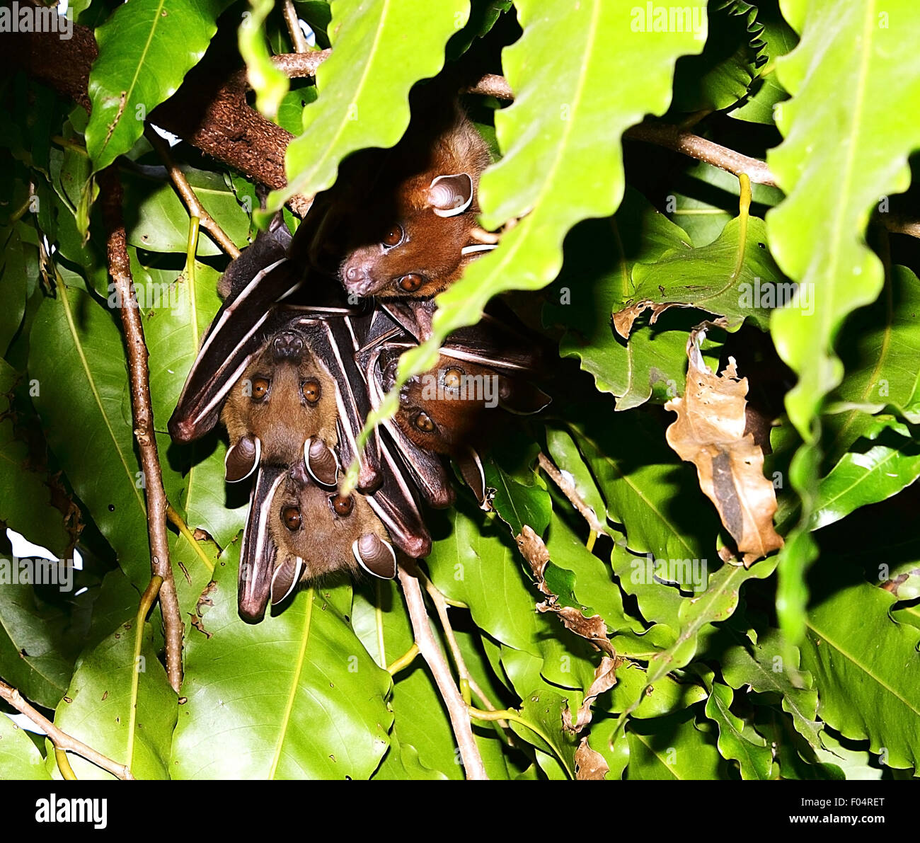Bat Family. alert group of four bats Stock Photo