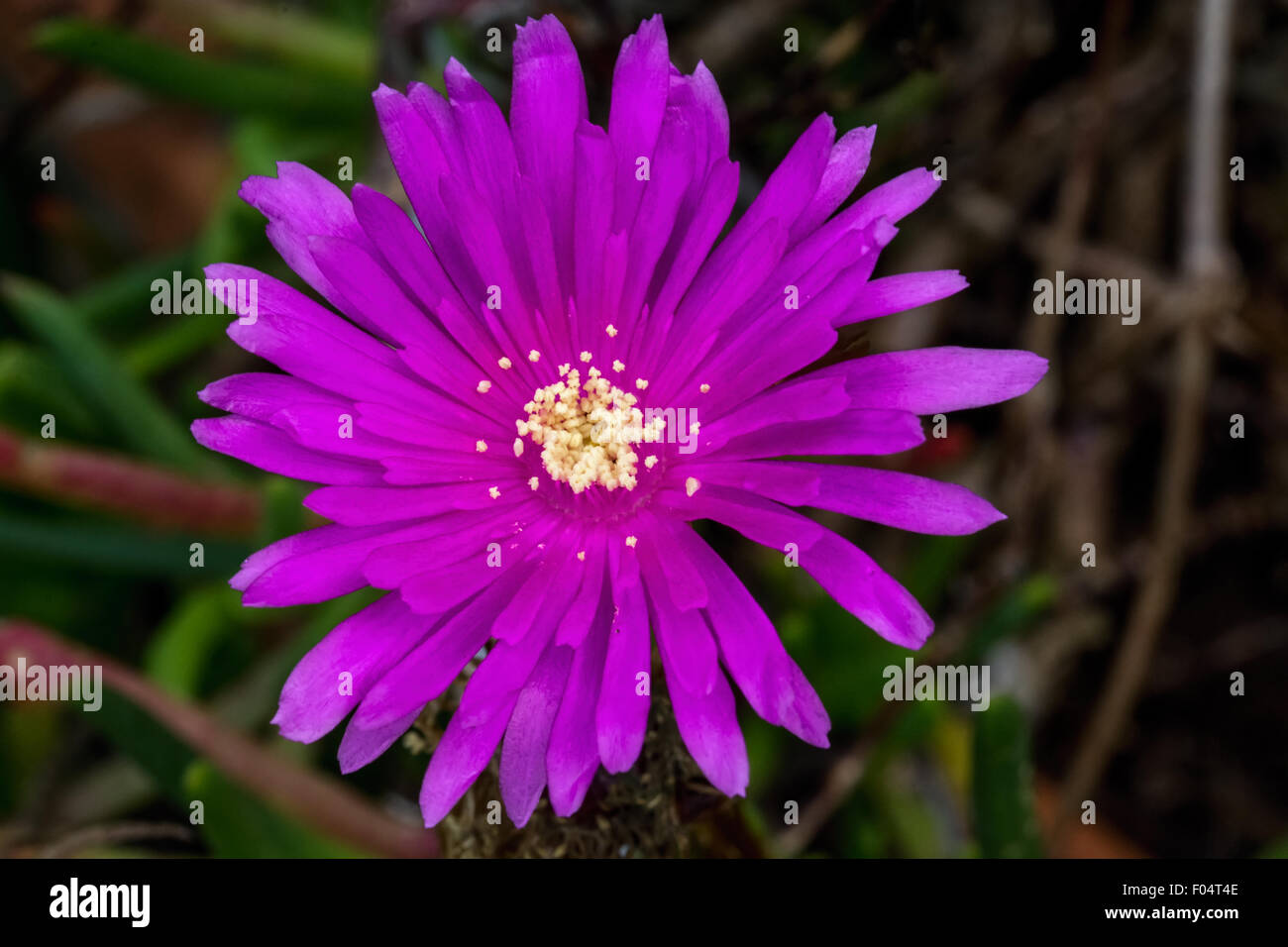 purple flower close up Stock Photo - Alamy