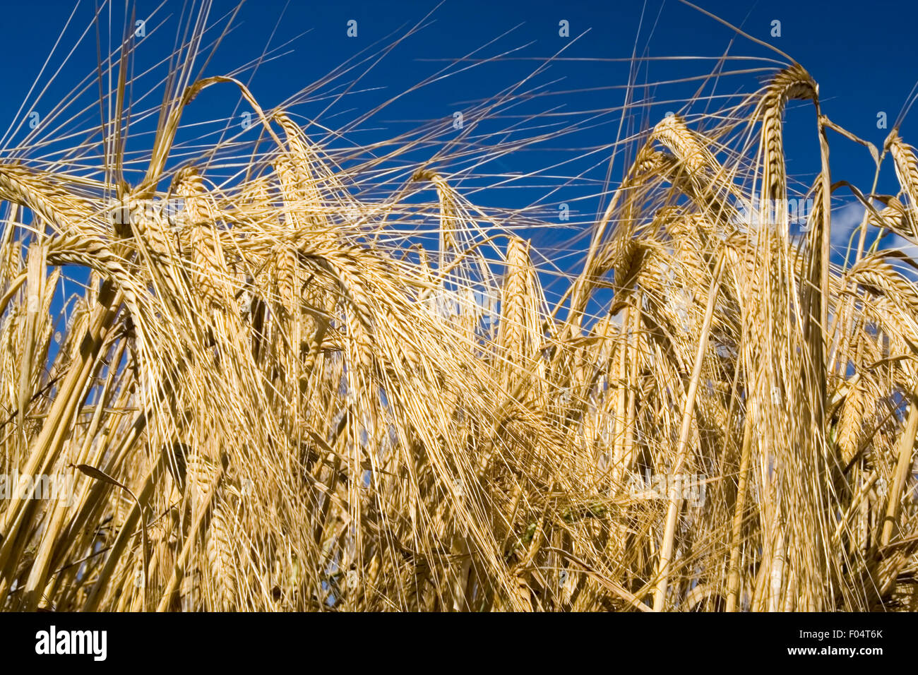 Close up of barley plant opposite the blue sky Stock Photo