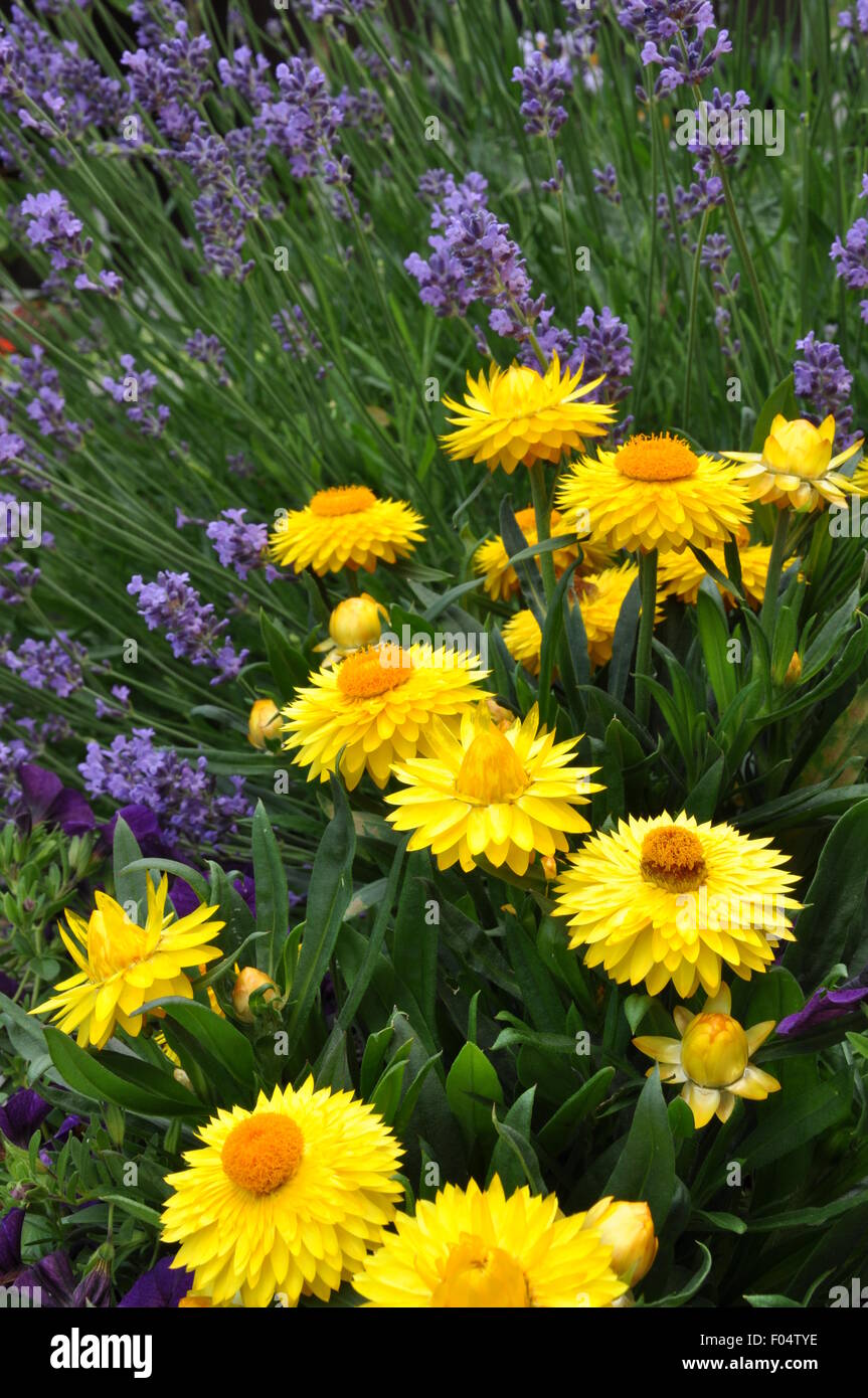 Yellow strawflower in the garden Stock Photo Alamy
