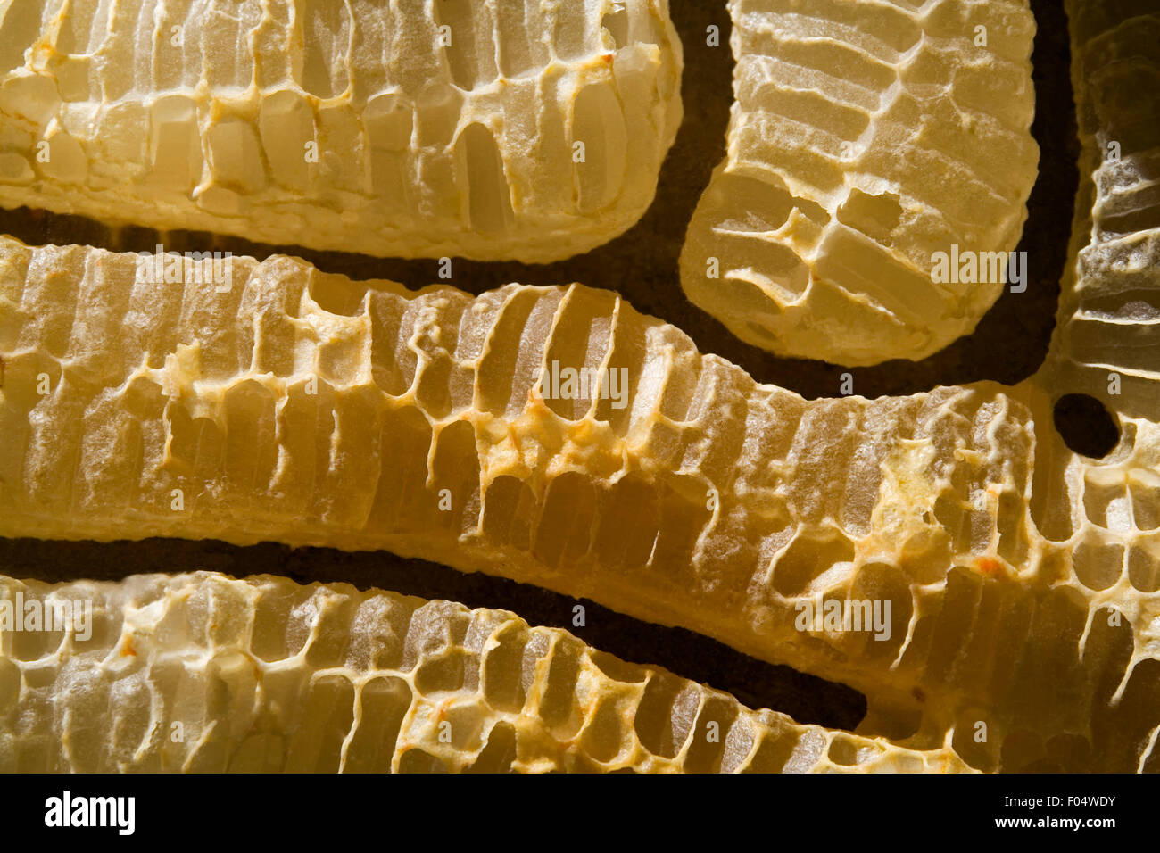 Close up of Branches of Natural Beehive Stock Photo