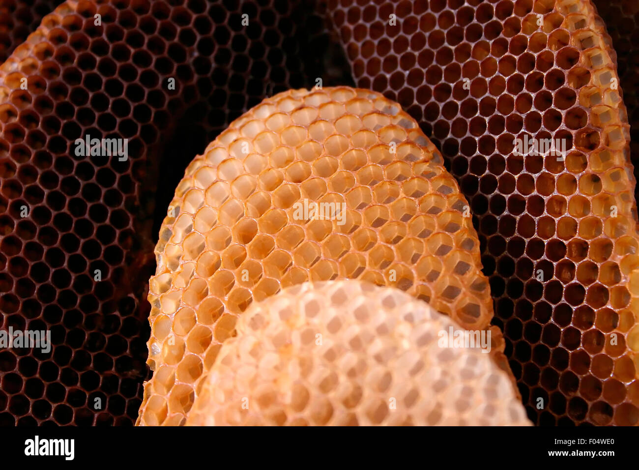 Natural organization of bee hive Stock Photo