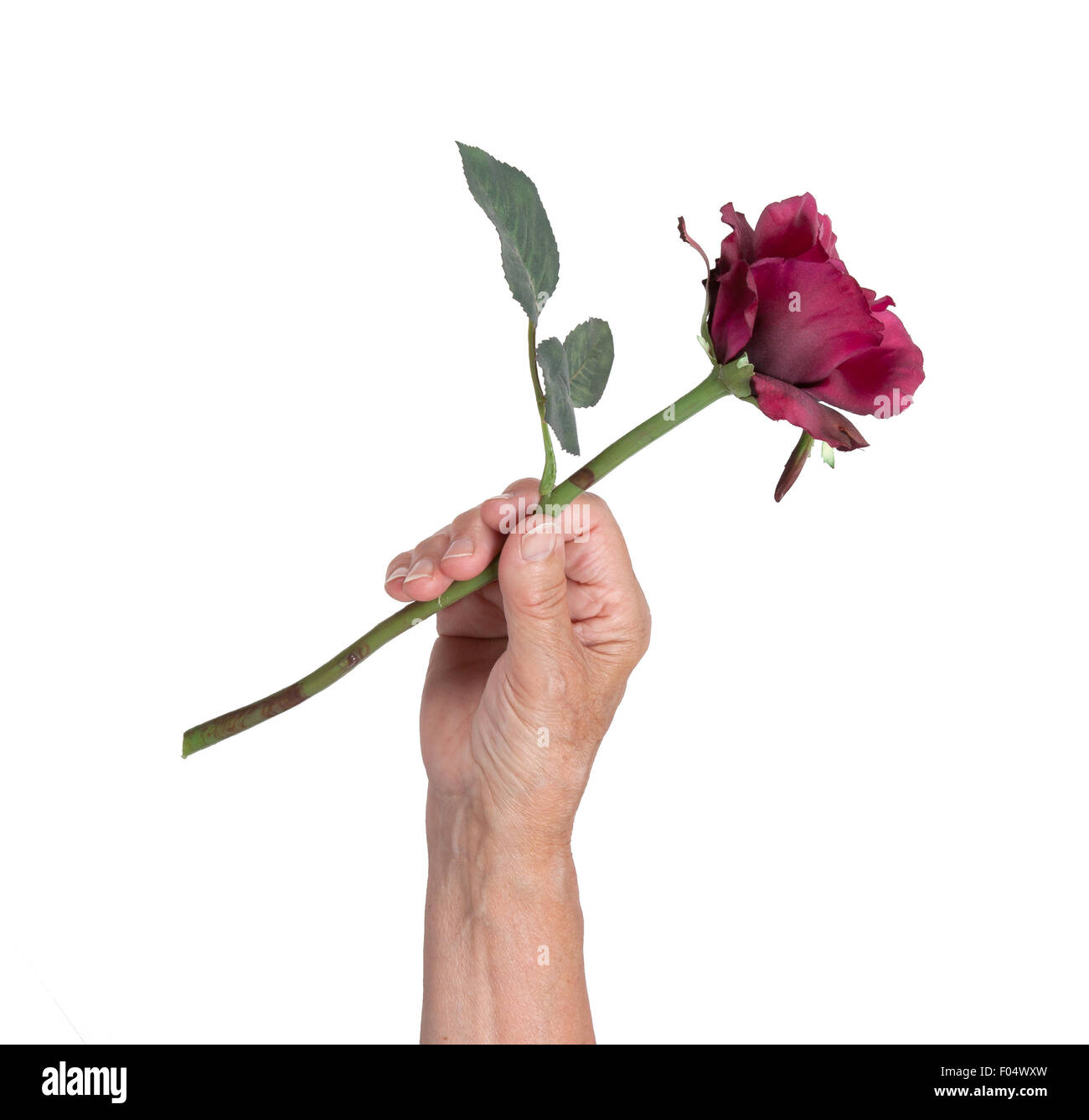 Old hand giving a rose, isolated on white Stock Photo - Alamy