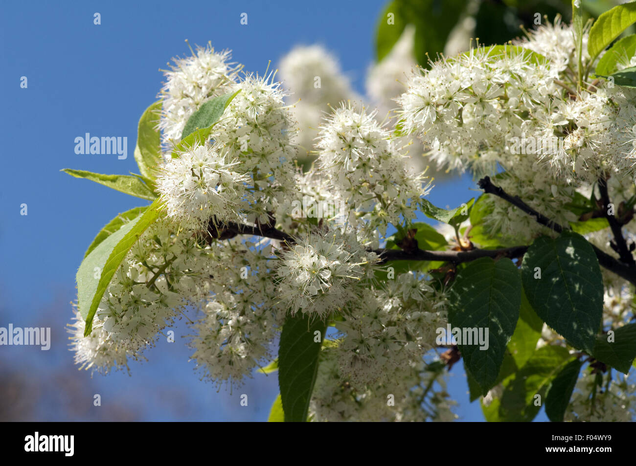 Amur-Traubenkirsche, Prunus maackii, Stock Photo